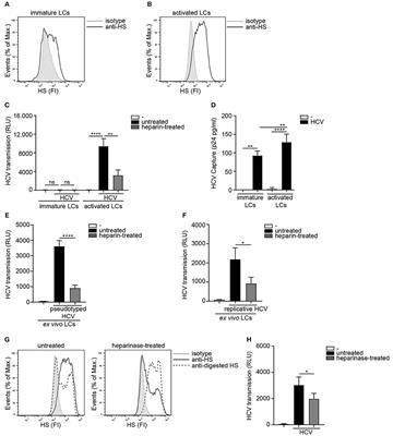 Syndecan 4 Upregulation on Activated Langerhans Cells Counteracts Langerin Restriction to Facilitate Hepatitis C Virus Transmission